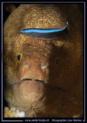 A cleanning fish on a Murène... :O) .... by Michel Lonfat 